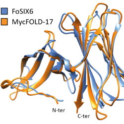 Models of the structures of FOLD proteins from a pathogen (blue) and a symbiotic fungus (orange) superimposed onto each other to show how similar they are. Image by Albin Teulet