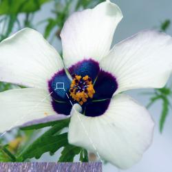 There is a clear visible difference between striated and smooth petal surfaces when the petals are viewed under microscopes: Hibiscus trionum (left) has microscopic ridges on its petal surface that act as diffraction gratings to reflect light, while Hibis