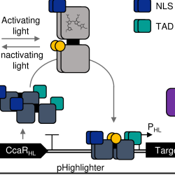 Schematic representation of the Highlighter system and function