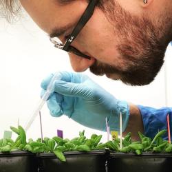 Sebastián Moreno Ramirez working with Arabidopsis thaliana plants