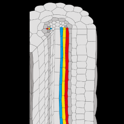 Diagram of phloem in root: “We have shown how global signals in the root meristem interact with the cell type specific factors to determine distinct phases of phloem development at the cellular resolution.” Pawel Roszak