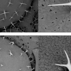 Trichomes on an Arabidopsis thaliana leaf (here shown using electron microscopy) are formed by a single cell adopting this spiked shape. Arabidopsis plants without a SCAR/WAVE gene cannot form properly shaped trichomes, because their inner cytoskeleton co