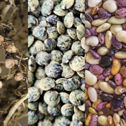 Montage featuring pea and broadbean plants, root nodules, and dried lentils and beans.
