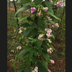 Images of African Yam Bean growing in field, close-up of plant with flowers, pods, tubers and beans. Images by Ademola Aina (IITA)