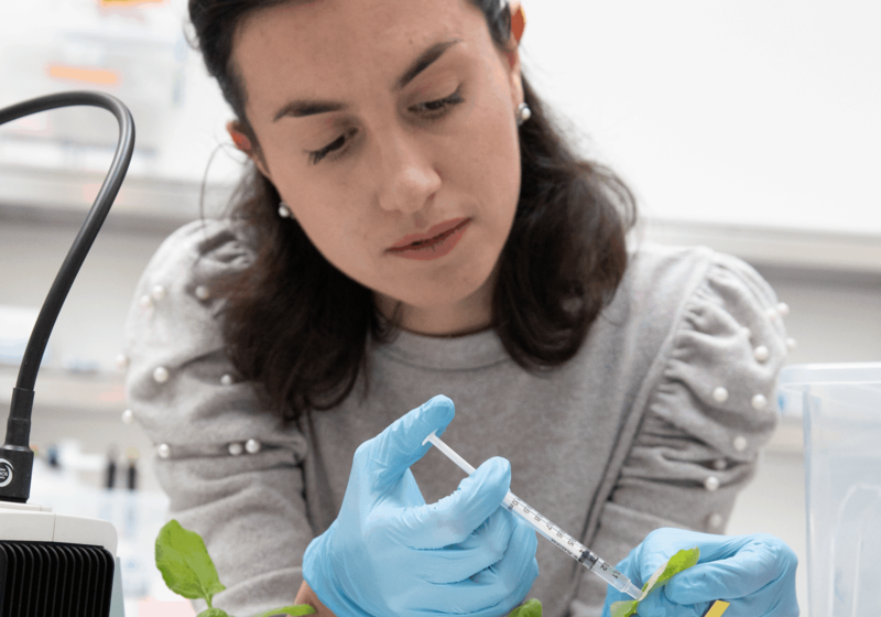A scientist carefully infiltrates a leaf using a syringe in the Sainsbury Laboratory