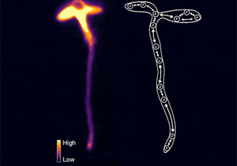 Timelapse movie of waves of gene activation passing through Arabidopsis thaliana. Graphic on right indicates that cell-cell coupling of the circadian clock generates spatial waves.