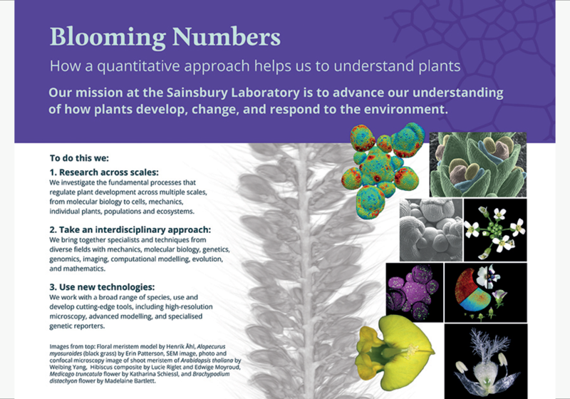 Poster with a collage of images of different flowers and floral meristems imaged under scanning electron, white light and confocal microscopes.