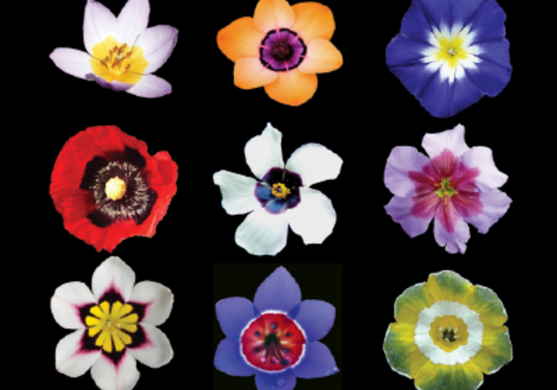Examples of different flowers with bullseye patterns