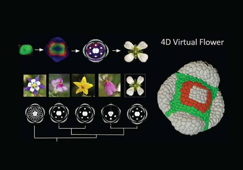 Images and graphics of early flower development patterns in different flowers, including the model flower Arabidopsis, which will be studied in the RESYDE project. Image on right of model of 4D virtual flower in early development.
