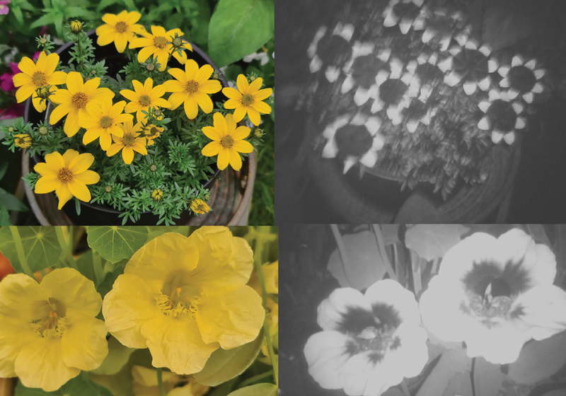 Bidens aurea in white light have bright all-yellow petals and under UV light they show a dark black bulls-eye pattern with white outer petal tips. Nasturtium petals also look all light yellow in picture but when imaged using a UV camera they also have a black centre.