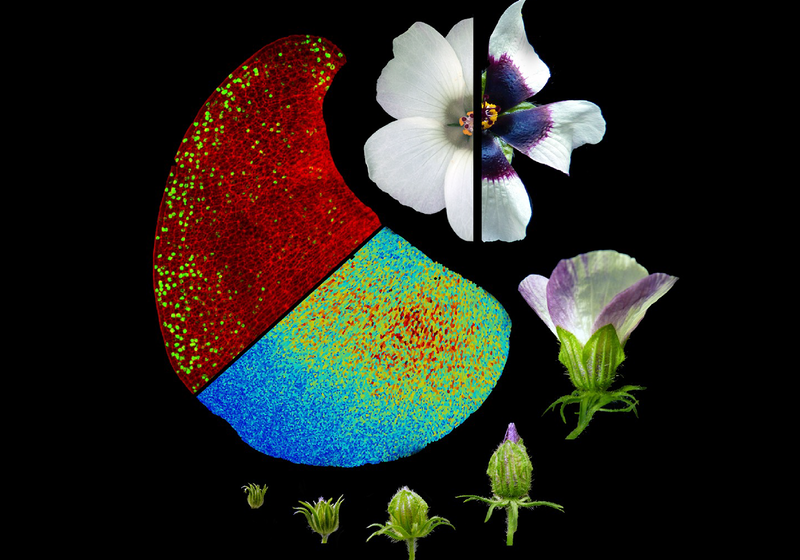 Microscopy images of a petal showing petal patterning developing in the young petals. Around the image is 6-stages of hibiscus development from closed bud to open flower. The flower is plit in two to show one flower with a dark purple bullseye and one flower fully white with no pigment petal patterns.