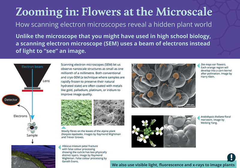 Zooming In poster about using scanning electron microscopes to view flowers and plants at the microscale.