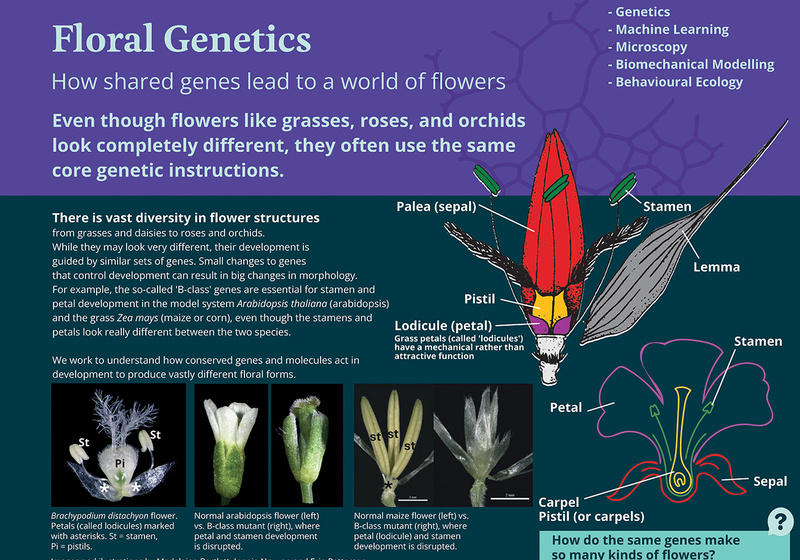 Floral Genetics: Poster about how fowers like grasses, roses, and orchids look completely dferent, they often use the same core genetic instructions.