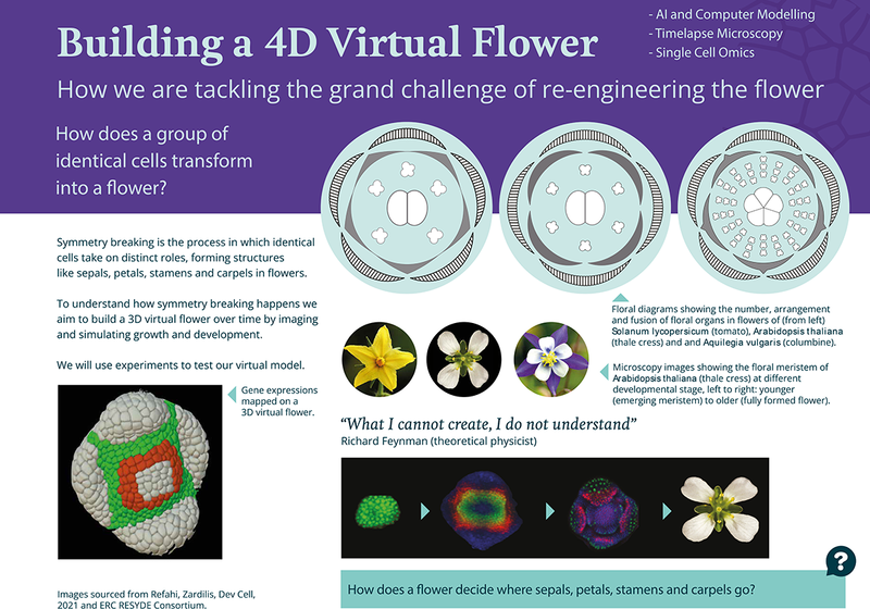Poster summary of a research project to understand how identical cells take on distinct roles, forming structures like sepals, petals, stamens and carpels in flowers.
