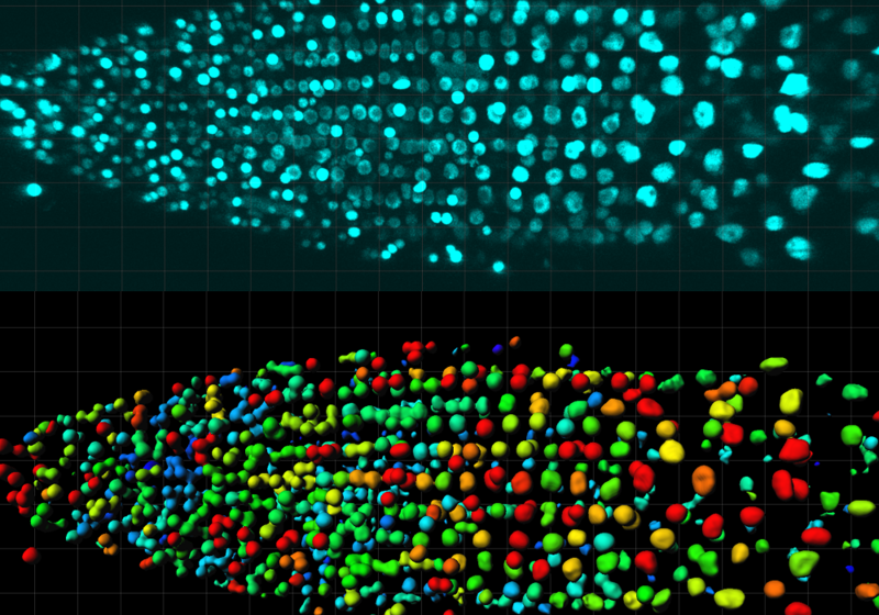 Confocal image of HSP70 gene expression at single cell level in Arabidopsis root. Image by Rituparna Goswami.