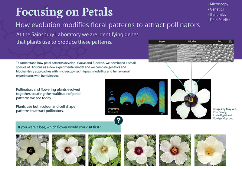 Focusing on Petals poster describing how colour and cell shape patterns attract pollinators and how some closely related hibiscus have lost theur bullseye patterns, despite the patterns known to help attract pollinators.