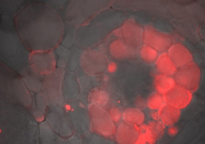 Micropeptide expression in nodule vascular bundles. Image by Nadia Radzman.