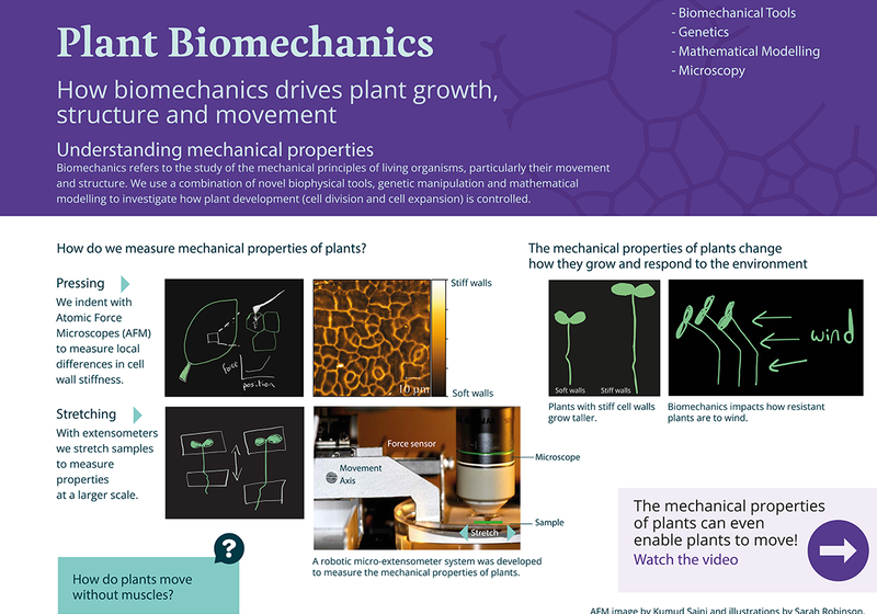 Poster about how biomechanics drives plant growth, structure and movement