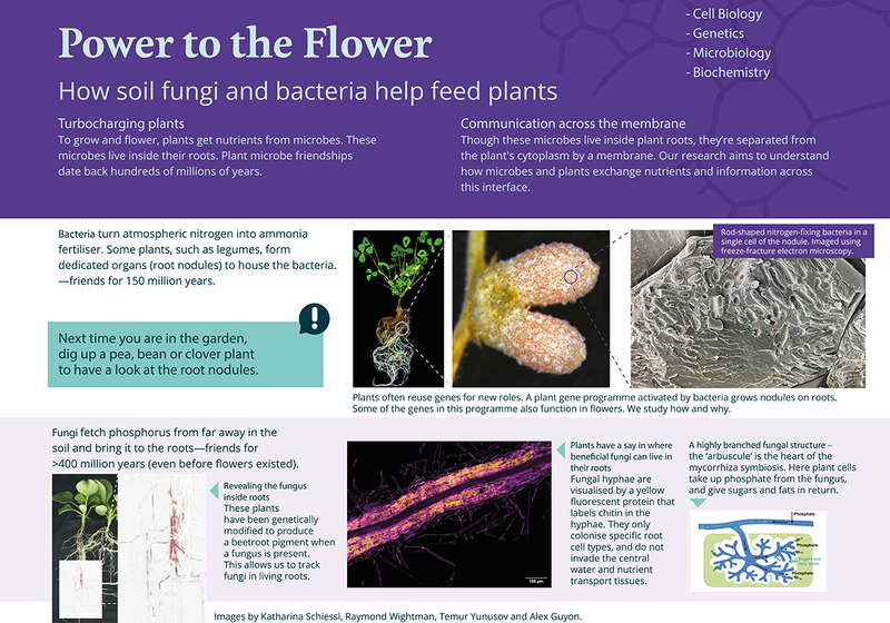 Poster on how soil fungi and bacteria help feed plants