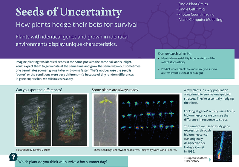 Poster summarising how how variability is generated and the role of stochasticity in plant surival under different environmental stresses.