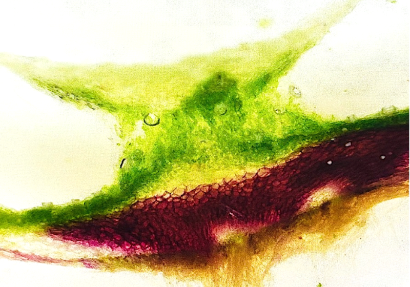Transverse section of a Marchantia paleacea midrib colonized by arbuscular mycorrhizal (AM) fungi showing bright red pigmentation. Image by Chetan Pandey.