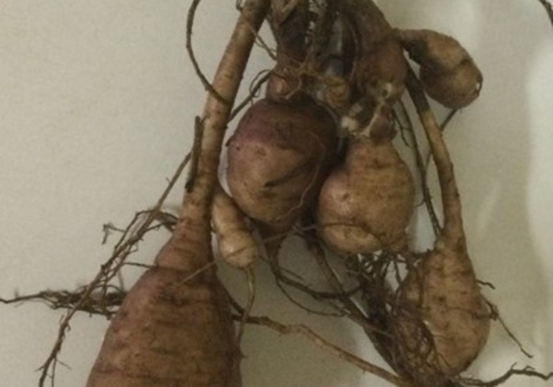 Tubers of African Yam Bean. Picture is courtesy of Ademola Aina (IITA).