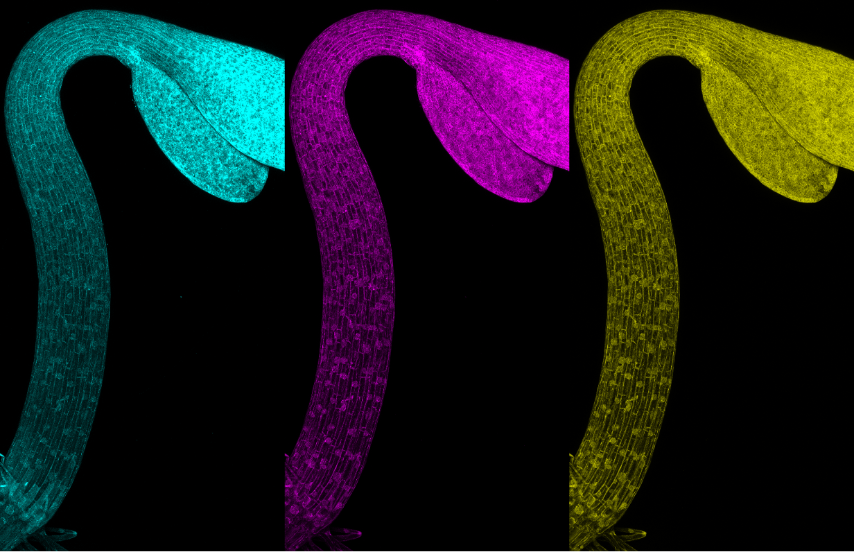 Arabidopsis hypocotyl ""