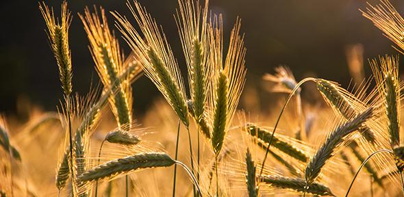 Barley growing in field