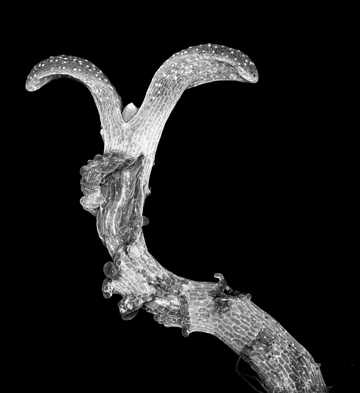 Confocal image of Arabiopsis seedling with cracks. Image by James Fitzsimons. Confocal image of Arabiopsis seedling with cracks. Image by James Fitzsimons.