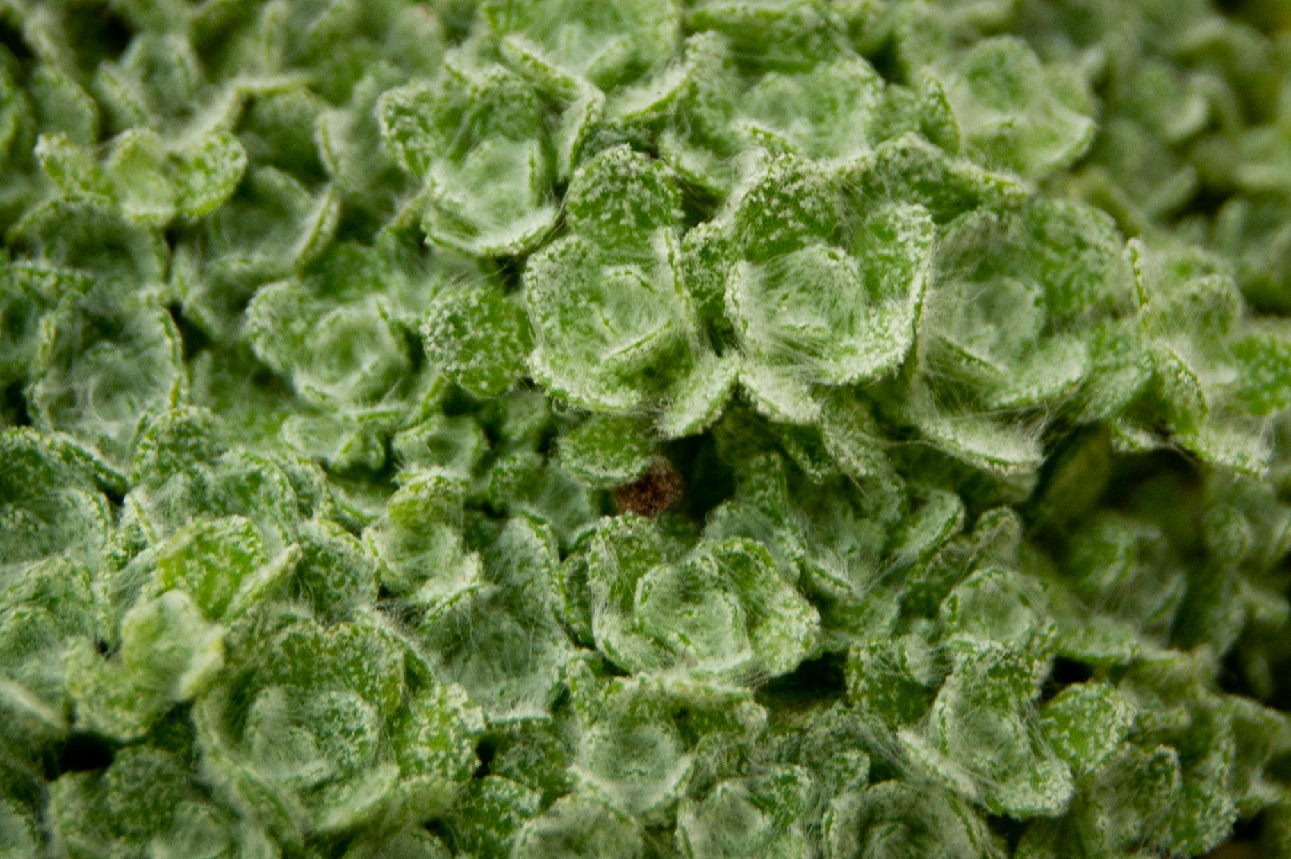 Dionysia tapetodes is an alpine plant with leaves covered in woolly farina. Image by Matthieu Bourdon . Dionysia tapetodes is an alpine plant with leaves covered in woolly farina. Image by Matthieu Bourdon .