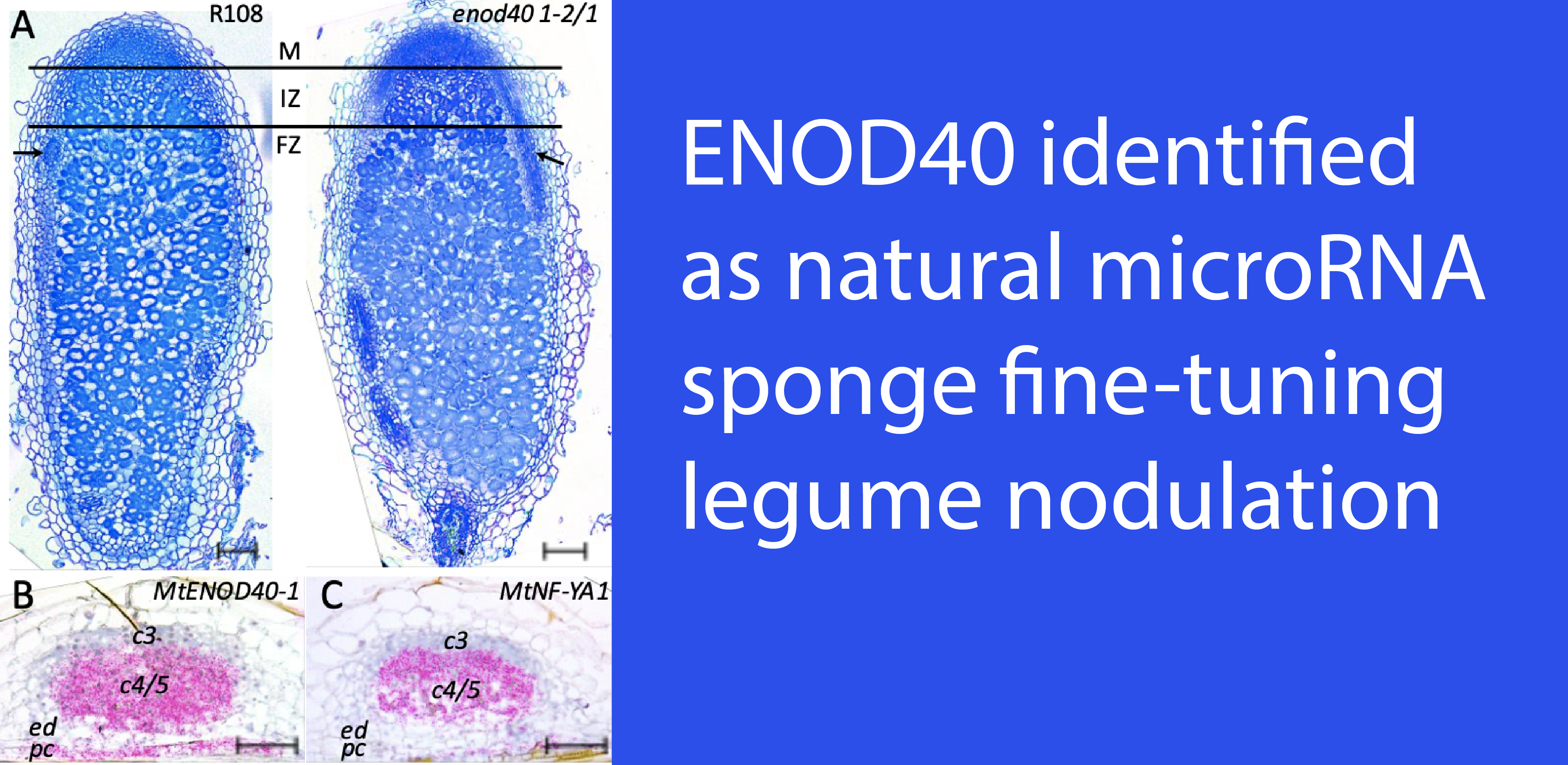Microscopy images of nodues showing that enod40-1-2/1 nodules have wild type-like morphology and MtENOD40 and MtNF-YA1 have similar spatial expression patterns during nodule primordium formation.