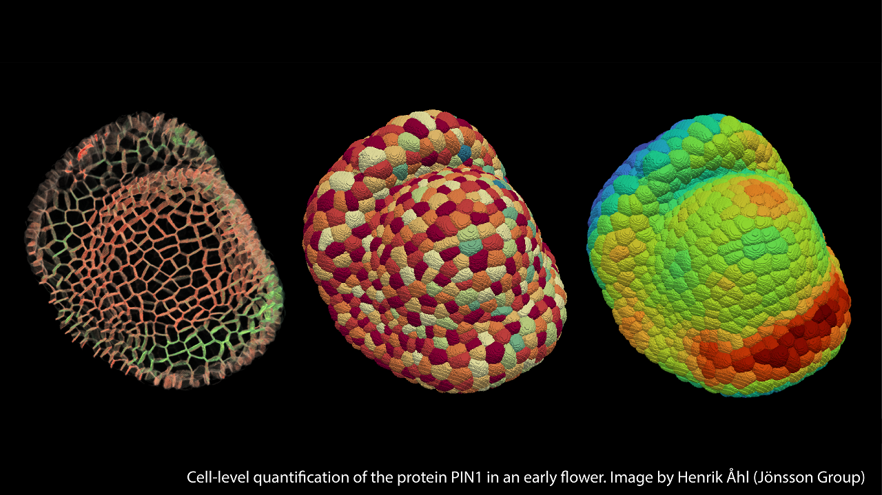 Cell-level quantification of the protein PIN1 in an early flower. Image by Image credit: Henrik Åhl, Jönsson Group. Cell-level quantification of the protein PIN1 in an early flower. Image by Image credit: Henrik Åhl, Jönsson Group.