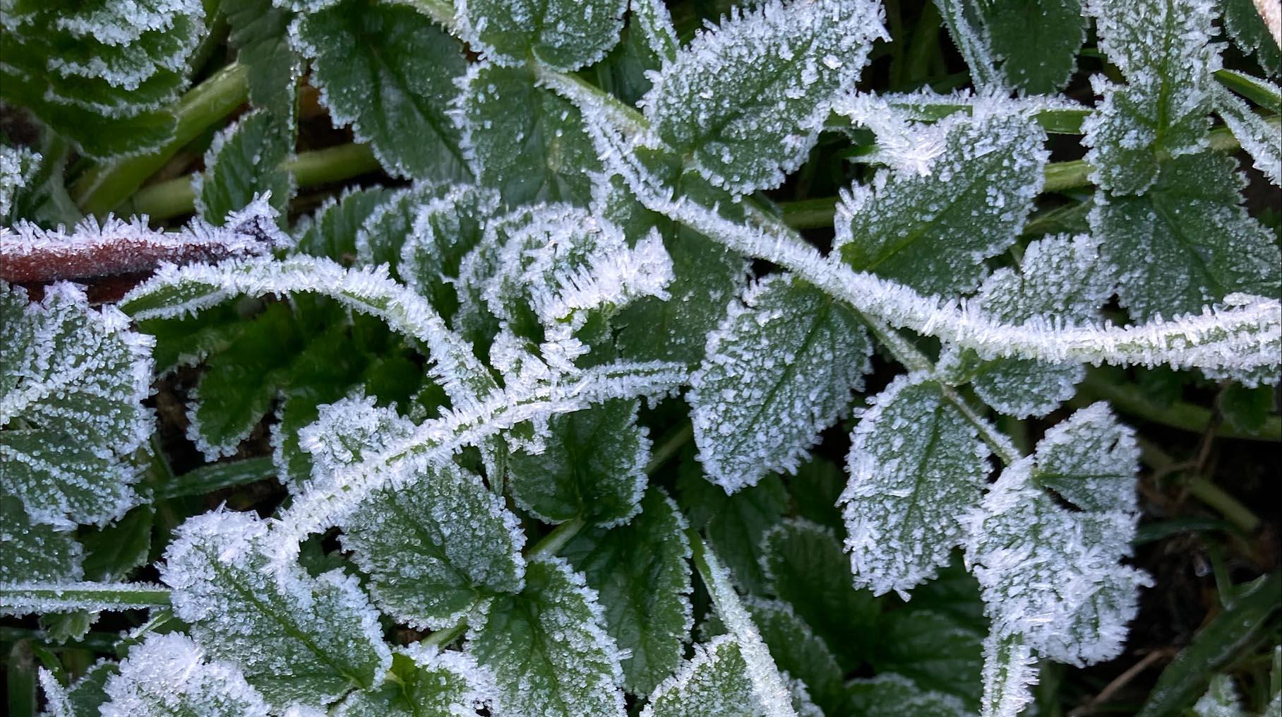 Frost on green leaves. Image by Professor Anthony Dodd (John Innes Centre) Frost on green leaves