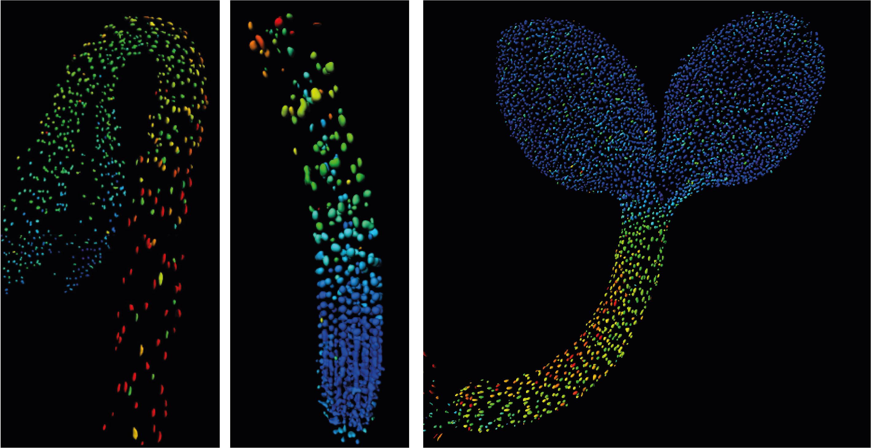Biosensor imaging of a seedling, measuring how the concentrations of the plant hormone gibberellin change as the plant grows. Credit: Annalisa Rizza.
