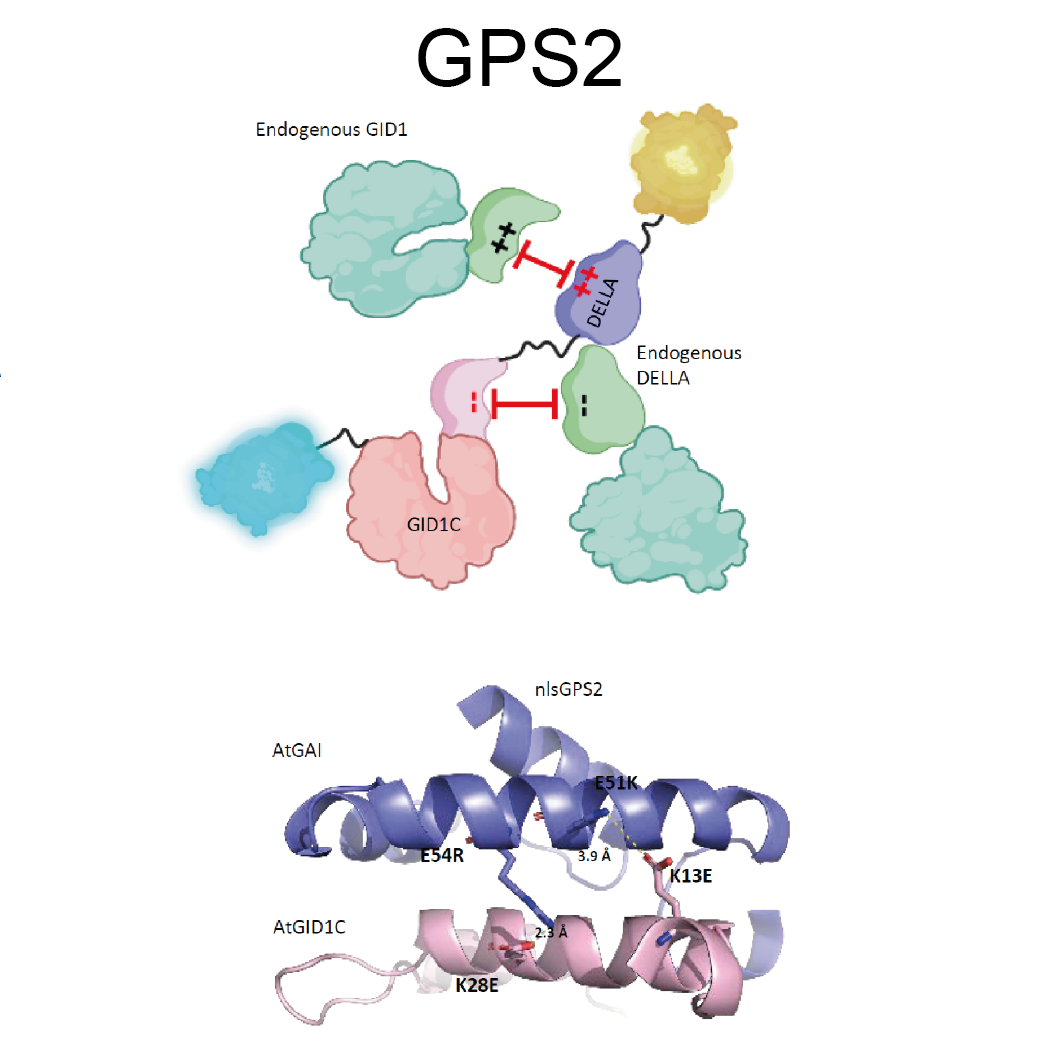  Graphic of the design strategy for Gibberellin Perception Sensor 2 (GPS2) , involving the exchange of 2 pairs of charged residues between GID1C and DELLA in the sensory domain (BioRender.com). And AlphaFold-predicted structure of the GPS2.