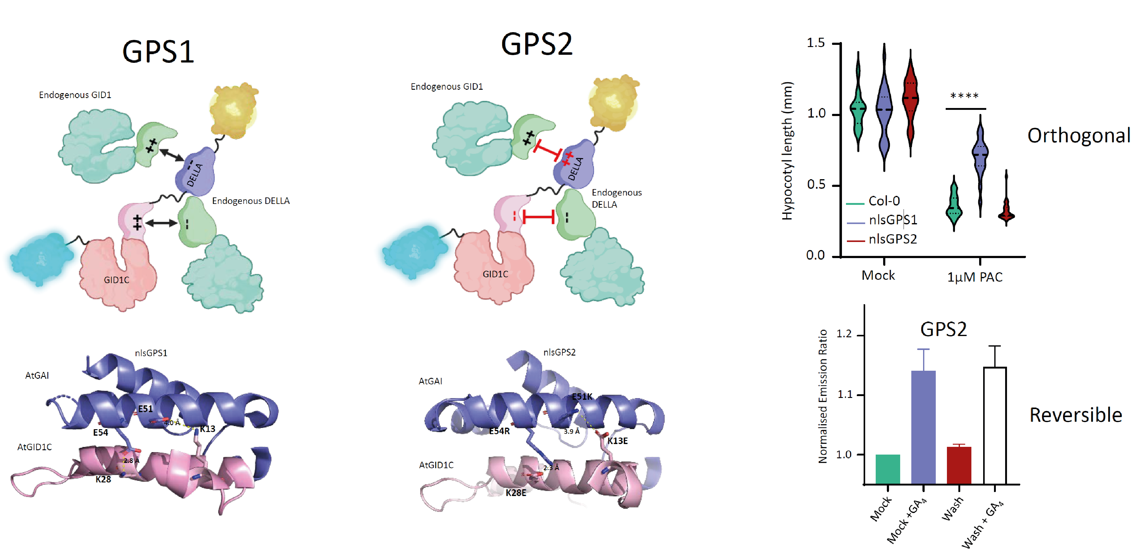 Engineering the orthogonalized and more reversible GPS2 biosensor to reduce GPS1 interference with and by endogenous signaling via re-engineering the GID1–DELLA interaction interface Engineering the orthogonalized and more reversible GPS2 biosensor to reduce GPS1 interference with and by endogenous signaling via re-engineering the GID1–DELLA interaction interface