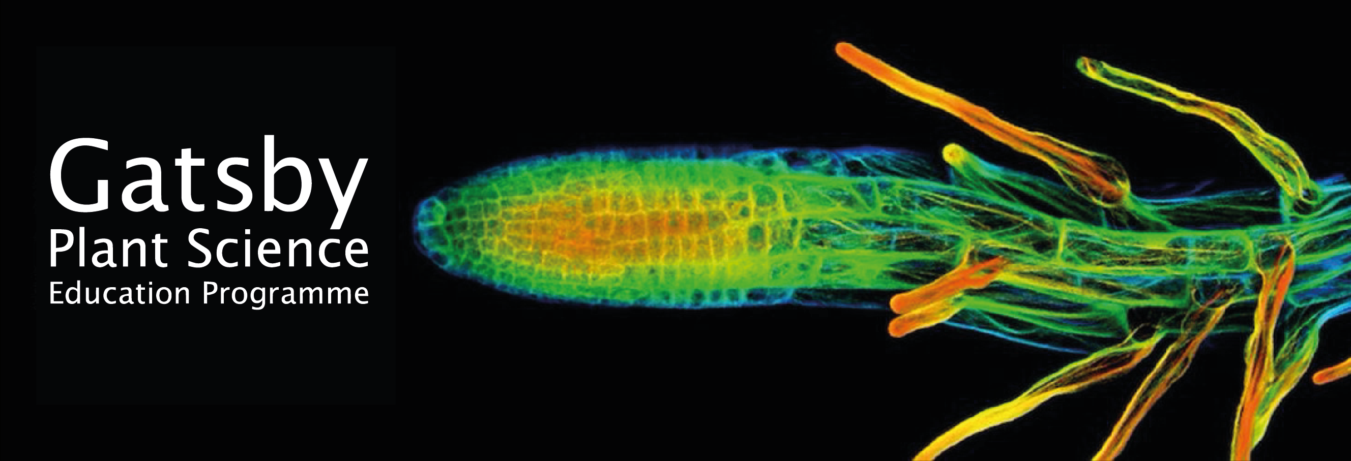 Root tip and root hairs as seen under a confocal microscope. Image by Chin et al. Root tip and root hairs as seen under a confocal microscope. Image by Chin et al.