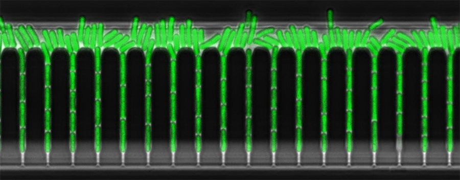 Cyanobacterium Synechococcus elongatus in Green Mother Machine. A freeze-frame of a timelapse movie. Cells are entrained in the chip. Image by Sasha Eremina. Cyanobacterium Synechococcus elongatus in Green Mother Machine. A freeze-frame of a timelapse movie. Cells are entrained in the chip. Image by Sasha Eremina.