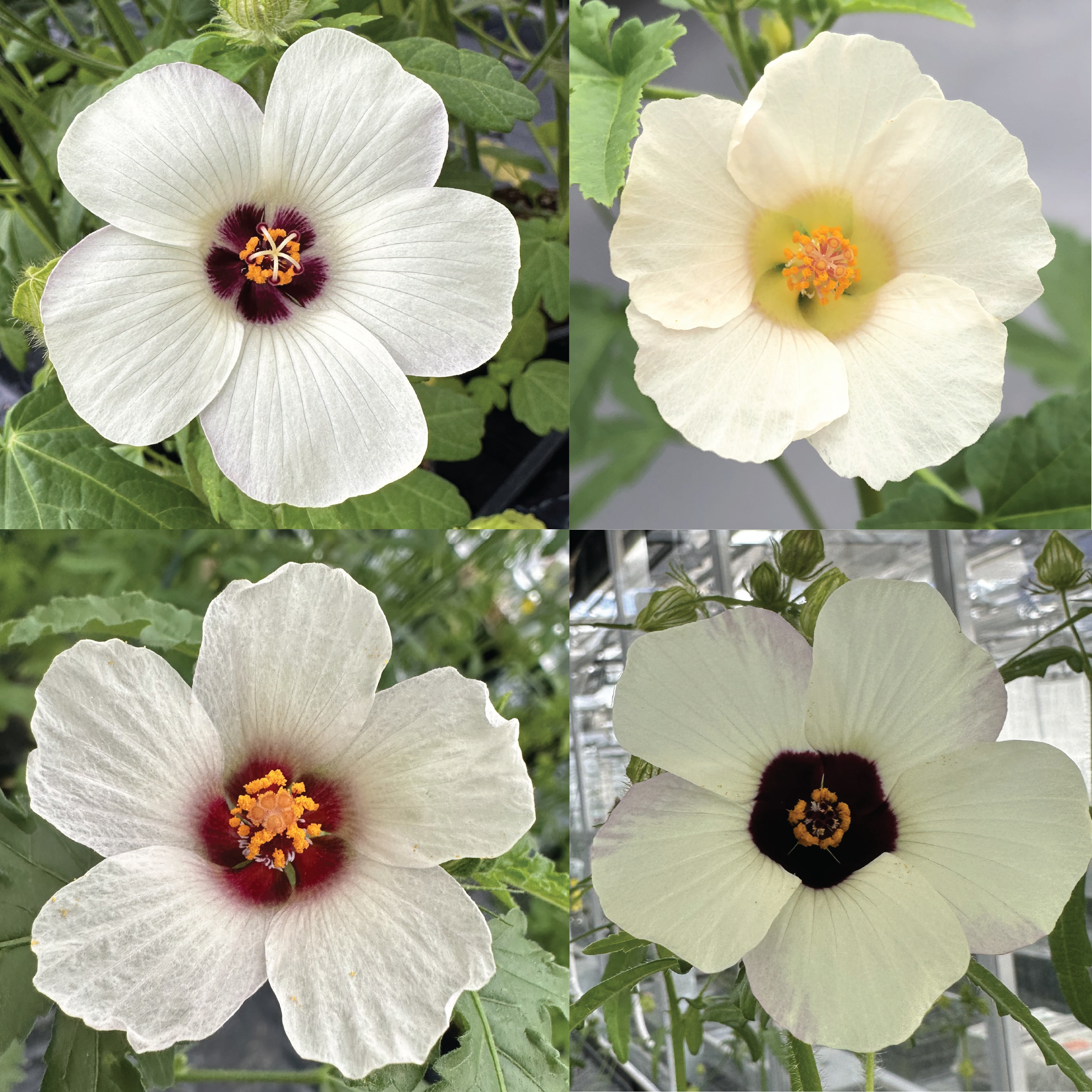 Four different closely related hibiscus species showing variation in bullseye pattern sizes.