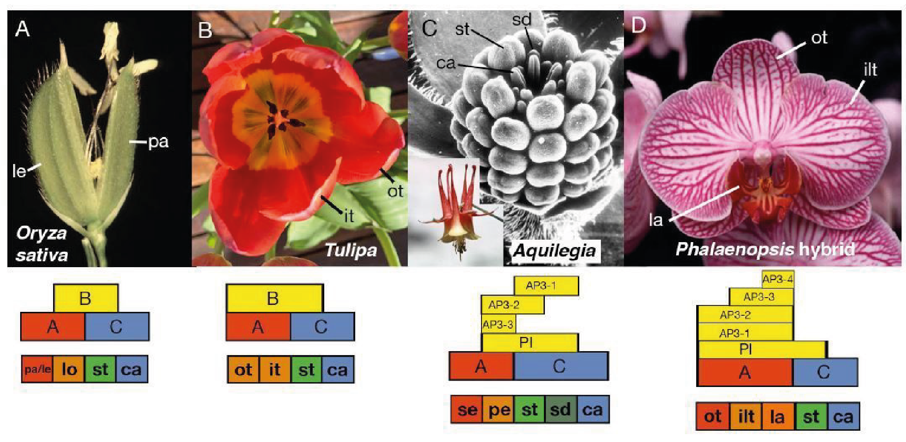 Evolutionary conservation of the ABC model and its variants Evolutionary conservation of the ABC model and its variants. Images of four flower examples - grass, tulips, columbine and orchid.