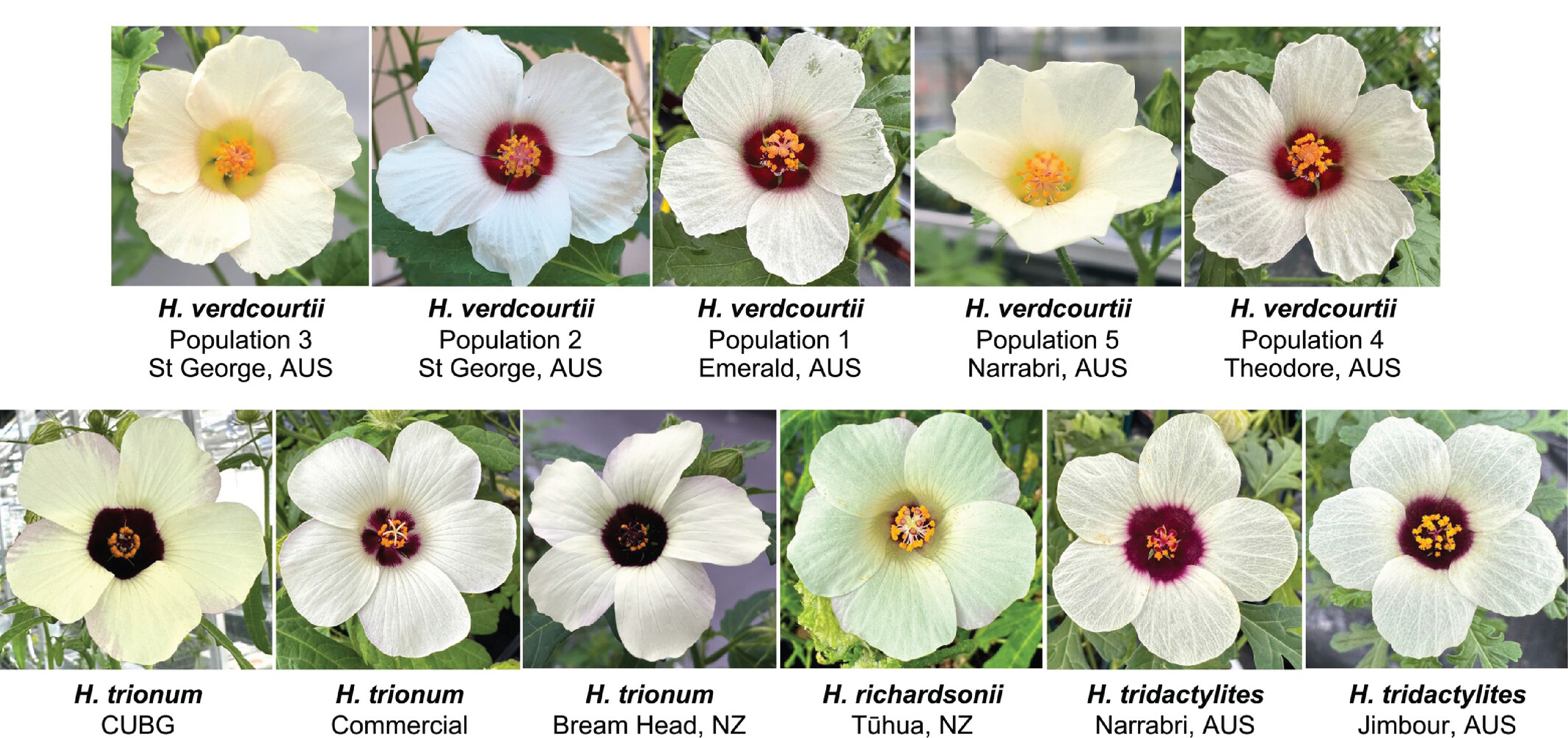 11 species of Hibiscus flowers showing variation in bullseye size. 11 species of Hibiscus flowers showing variation in bullseye size.