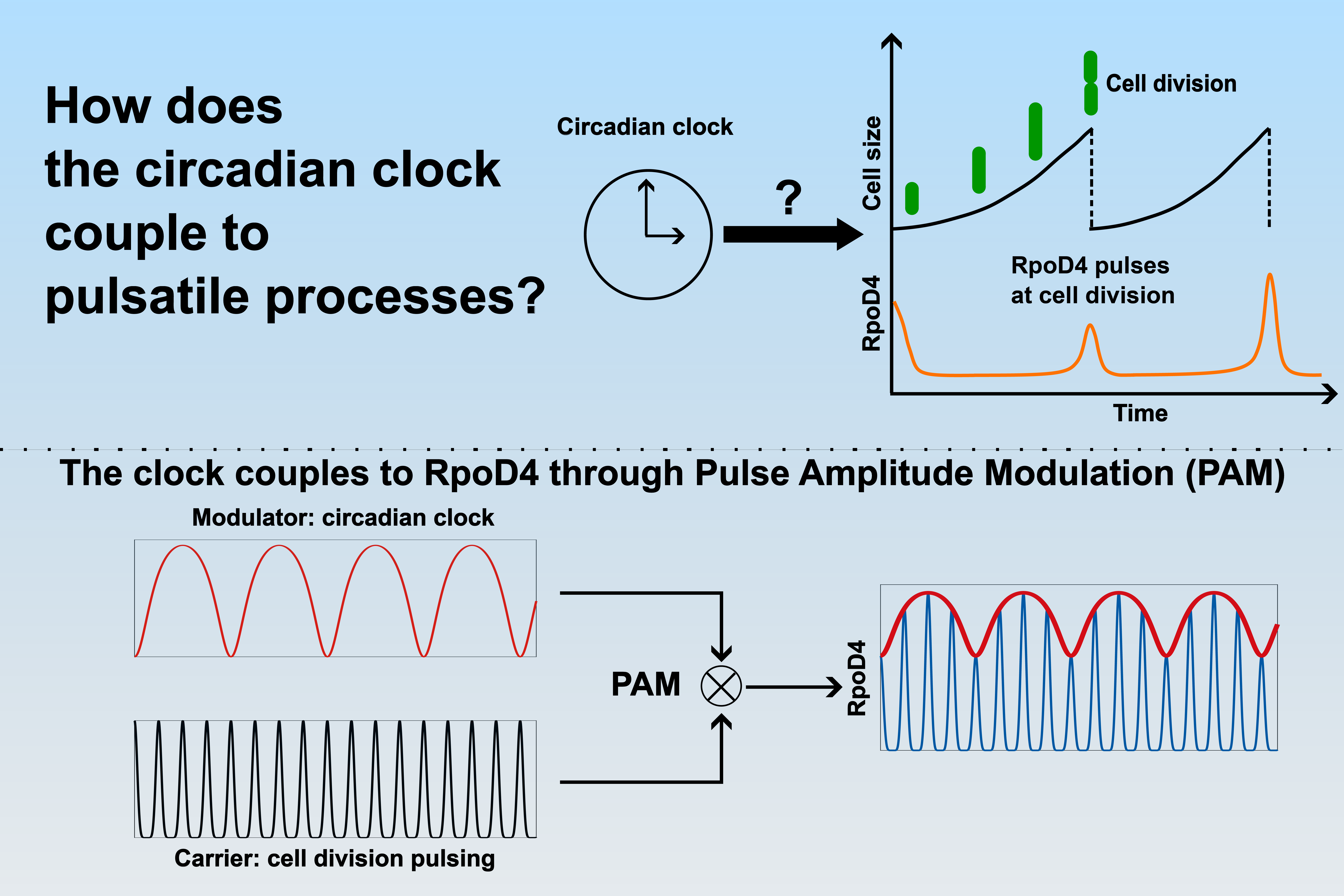 How the cyanobacterial circadian clock couples to pulsatile processes Graphical abstract illustrating how the cyanobacterial circadian clock couples to pulsatile processes. The clock couples to RpoD4 through Pulse Amplitude Modulation (PAM).