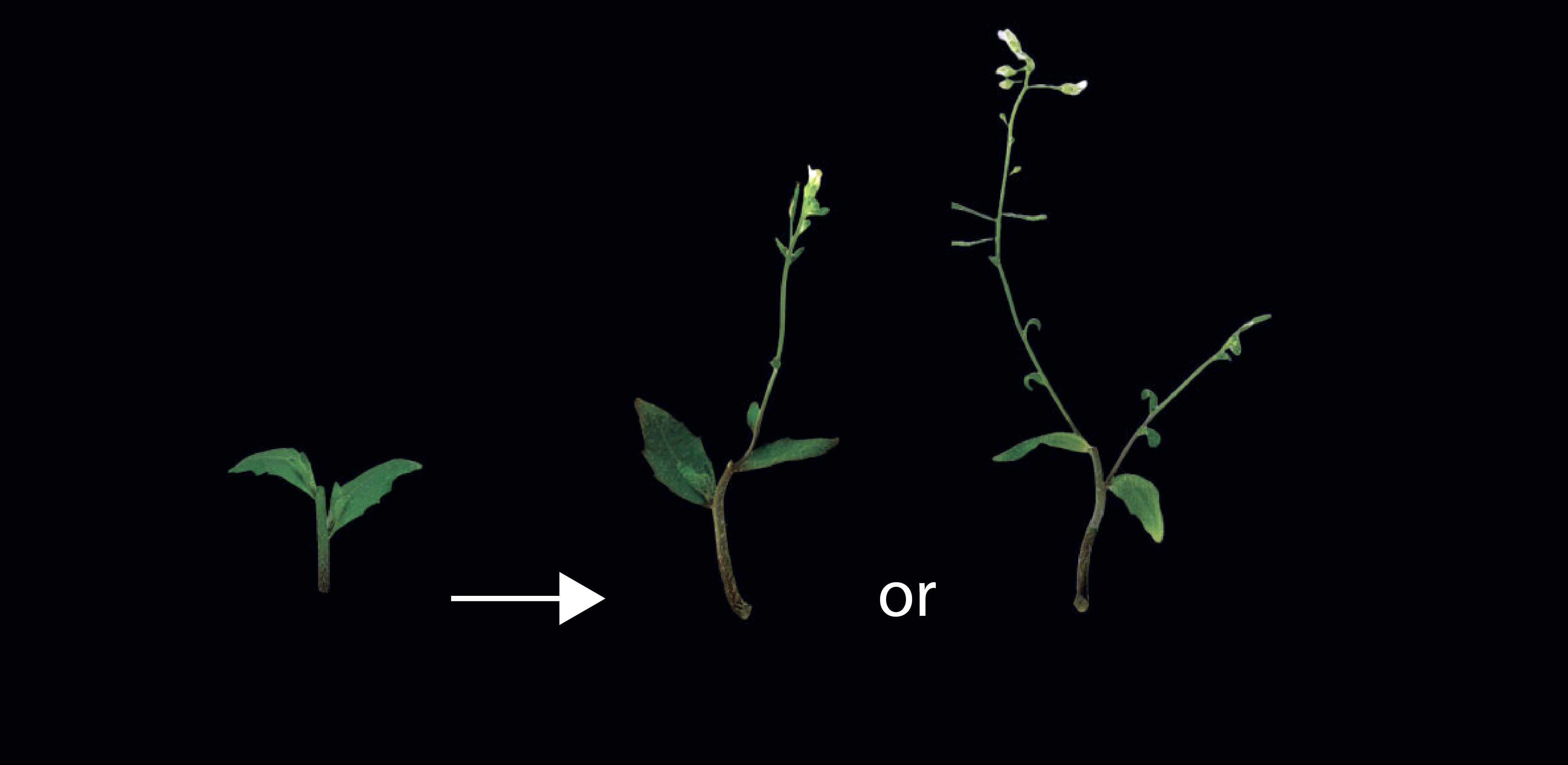 Section of Arabidopsis stem with two axillary buds and their associated leaves. Local and systemic signalling signalling network influences whether one bud grows and rapidly inhibits the other (middle) or whether both buds grow simultaneously.