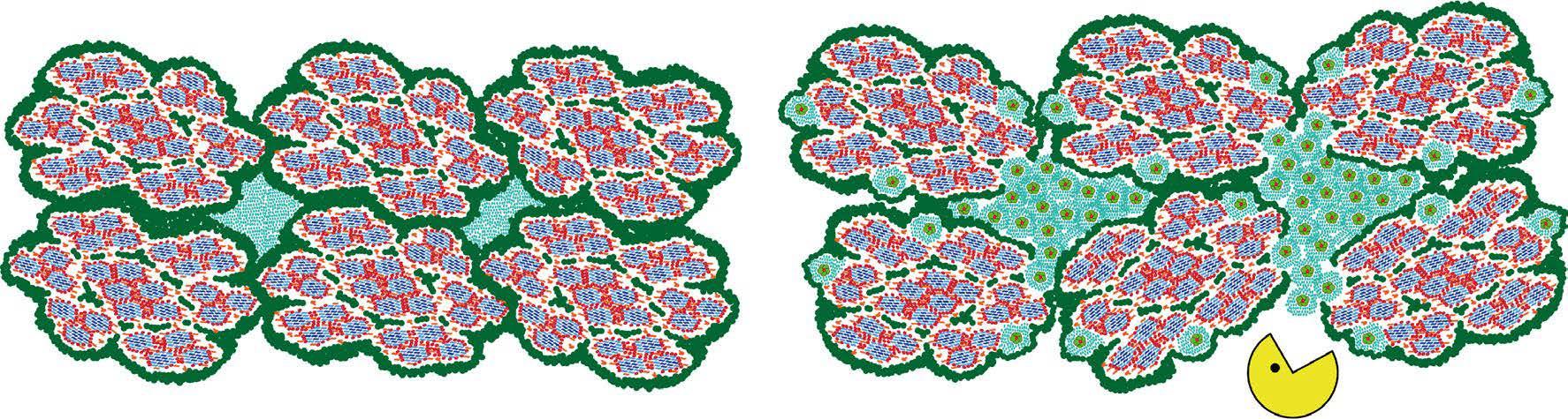 Model of poplar macrofibril assembly without (left) and with callose deposition (right). Model of poplar macrofibril assembly without (left) and with callose deposition (right).