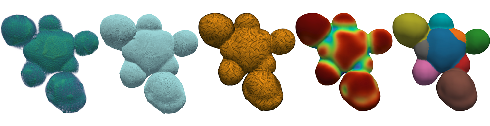 Illustration of the tissue-level segmentation workflow showing different processing stages, consisting of the 1) raw data, 2) contour, 3) surface mesh, 4) mesh curvature, and 5) the final, segmented mesh. Image by Henrik Åhl. Illustration of the tissue-level segmentation workflow showing different processing stages, consisting of the 1) raw data, 2) contour, 3) surface mesh, 4) mesh curvature, and 5) the final, segmented mesh. Image by Henrik Åhl.