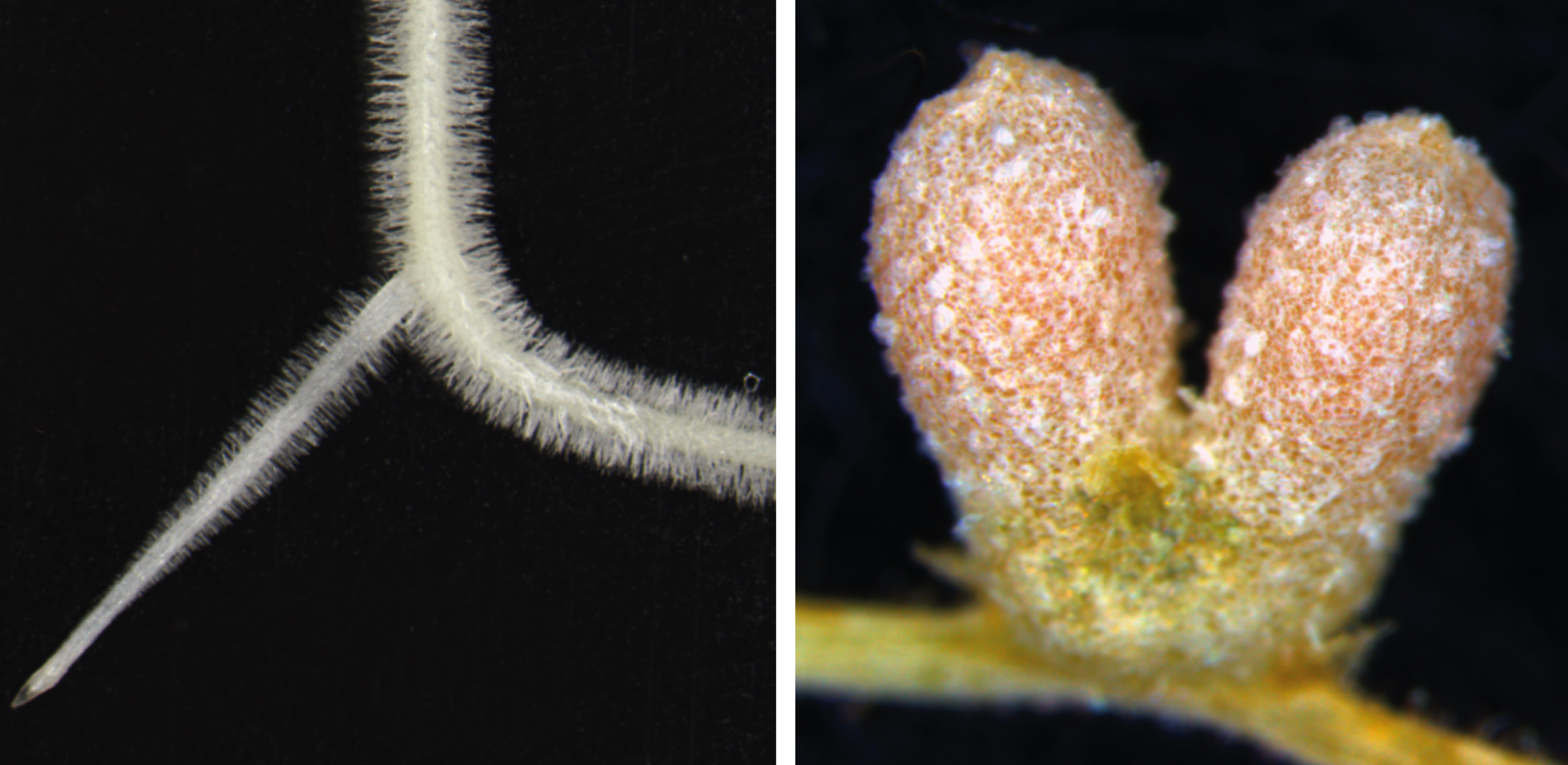 Lateral root & nodule images by Katharina Schiessl Lateral root & nodule images by Katharina Schiessl