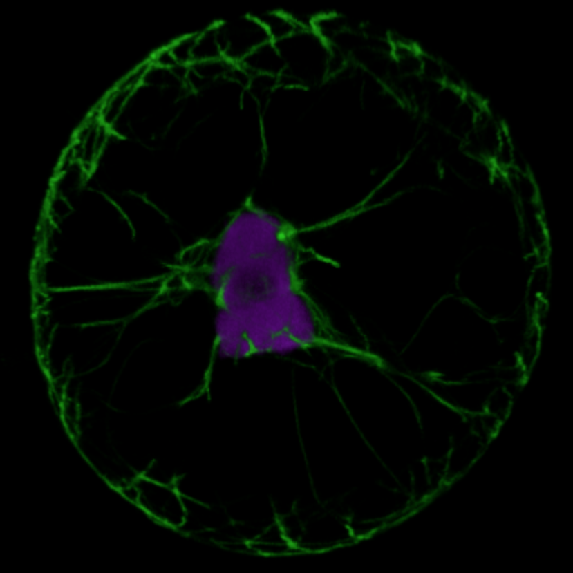 HFSP funding to investigate cellular growth and stresses in plants