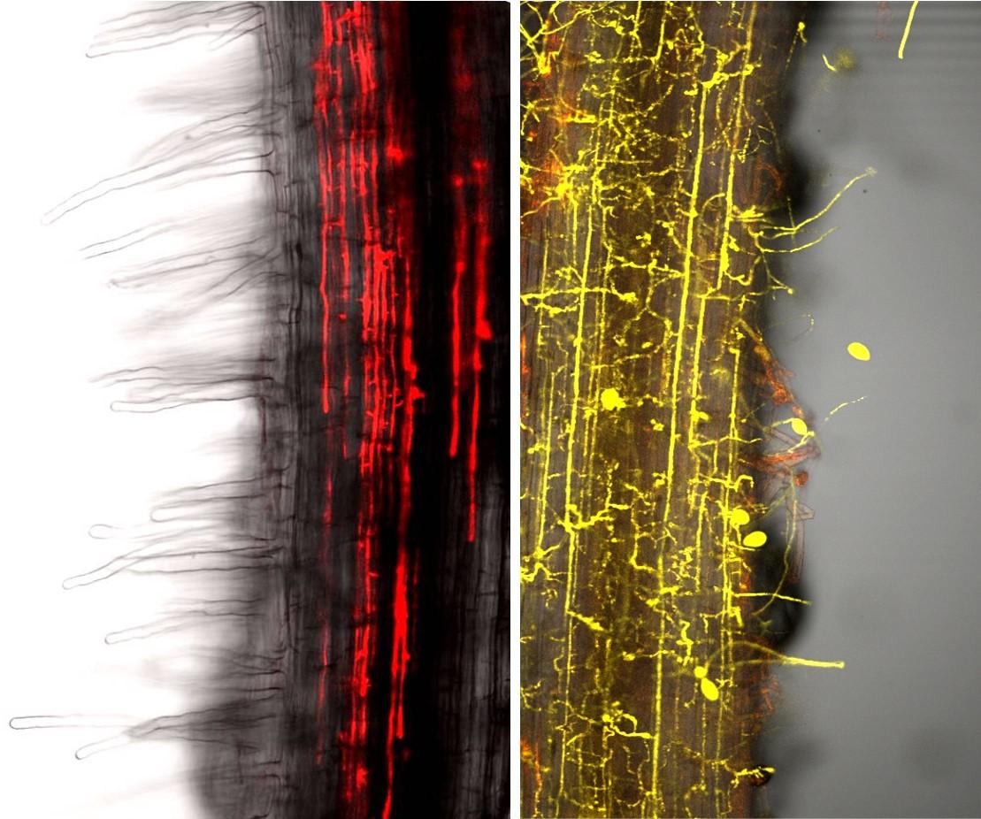 Colonization of legume roots by Phytophthora. Left: Medicago truncatula, Right: Lotus japonicus. The Phytophthora pathogen is labelled red and yellow, respectively. New legume research adds to the understanding of beneficial and detrimental plant-microbe interactions