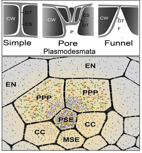Diagrams showing different plasmodesmata connecting protophloem sieve elements to surrounding cells and size-dependent phloem unloading of solutes and macromolecules. Plant science research team including SLCU’s Helariutta reveals a missing link in plant transport