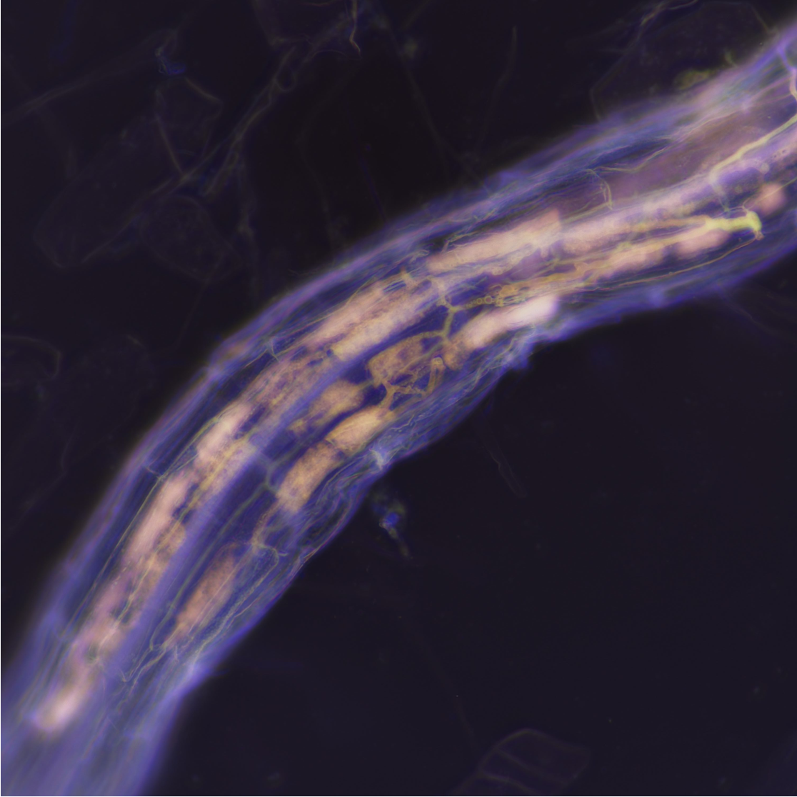 Beneficial mycorrhiza fungi colonising a plant root 10 March Science Festival talk: The Janus-faced interaction of plants and microbes